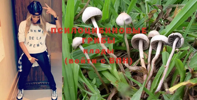 Галлюциногенные грибы MAGIC MUSHROOMS  Куровское 